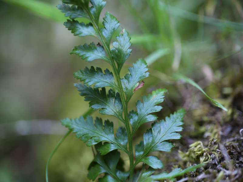 Asplenium adiantum-nigrum